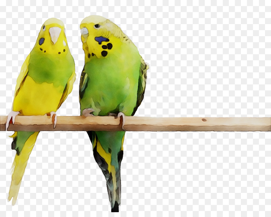 Aves，Parakeet PNG