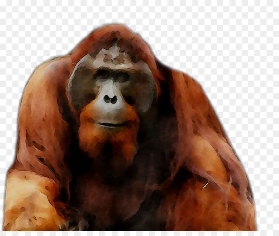 Orangután，Gorila PNG