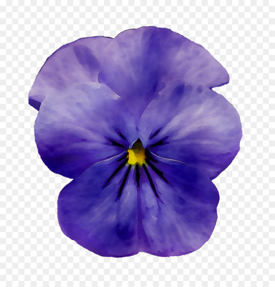 Pansy，Lechuza Mini Deltini PNG