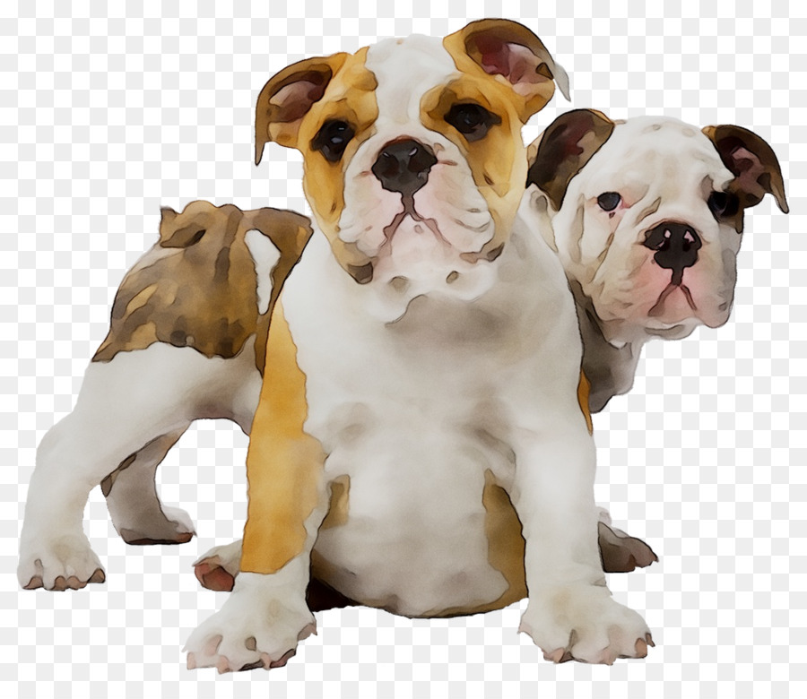 Antiguo Bulldog Inglés，Americano PNG