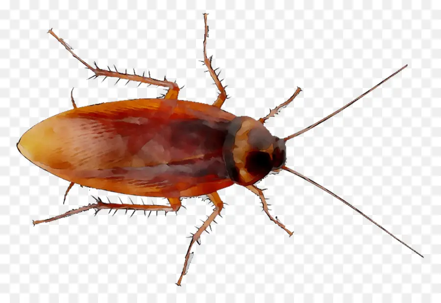Cucaracha，Spanish Cucaracha PNG