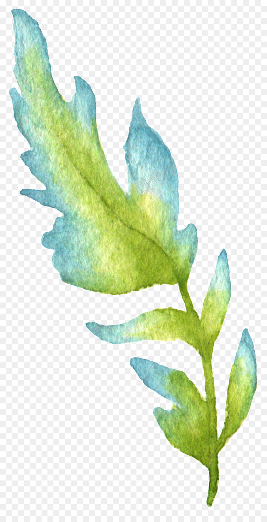 Hoja Verde Y Azul，Naturaleza PNG