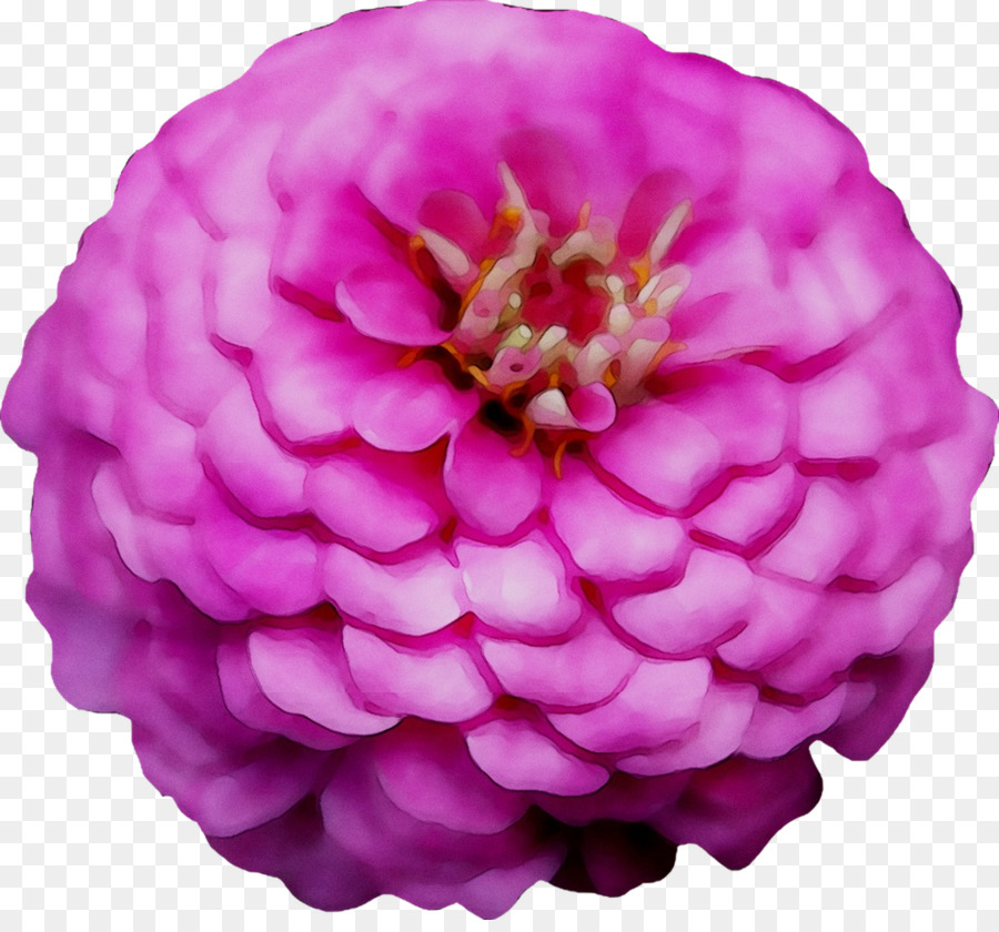 Dalia，Las Flores Cortadas PNG