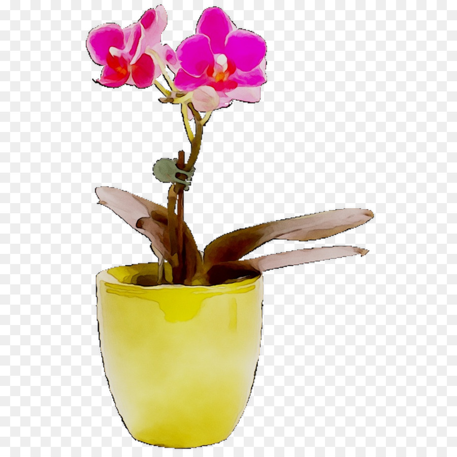 La Polilla De Las Orquídeas，Las Orquídeas Cattleya PNG