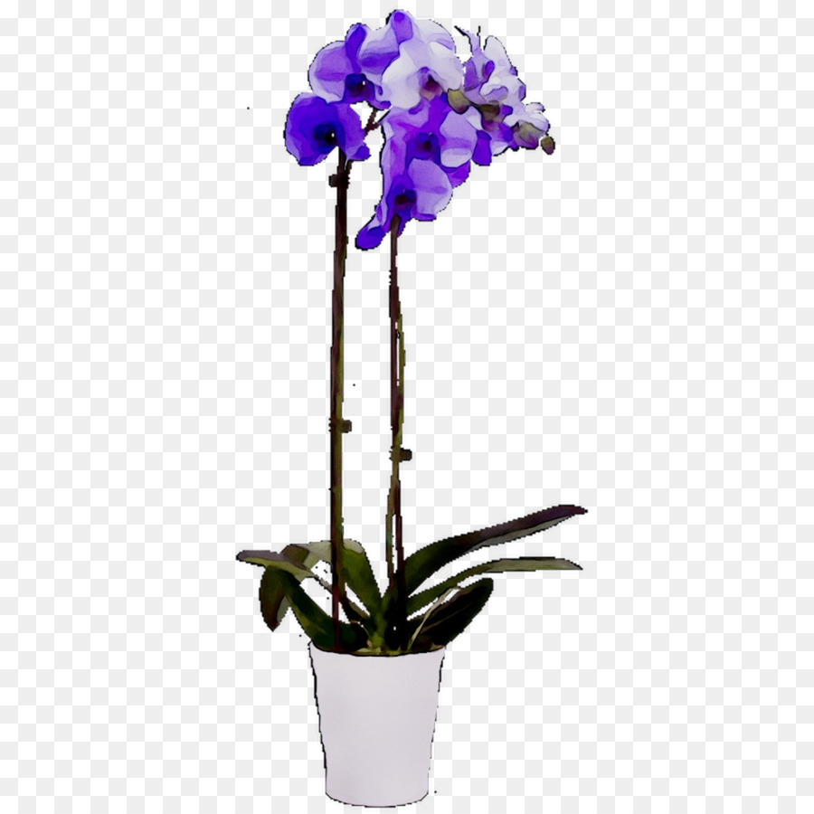 La Polilla De Las Orquídeas，Las Orquídeas Cattleya PNG