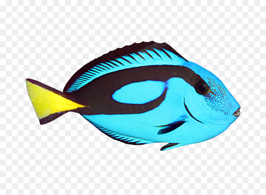 Del Espacio Tridimensional，Los Peces PNG