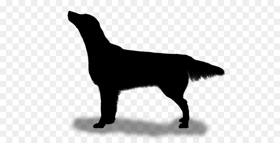 Flatcoated Retriever，Labrador Retriever PNG