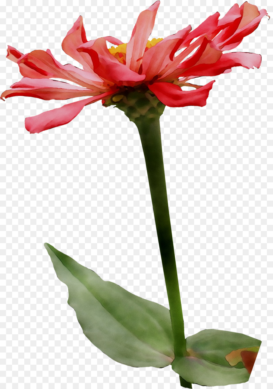 Amarilis，Jersey Lily PNG