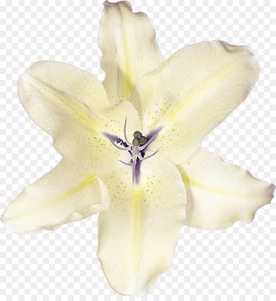 Lily，Almeja PNG