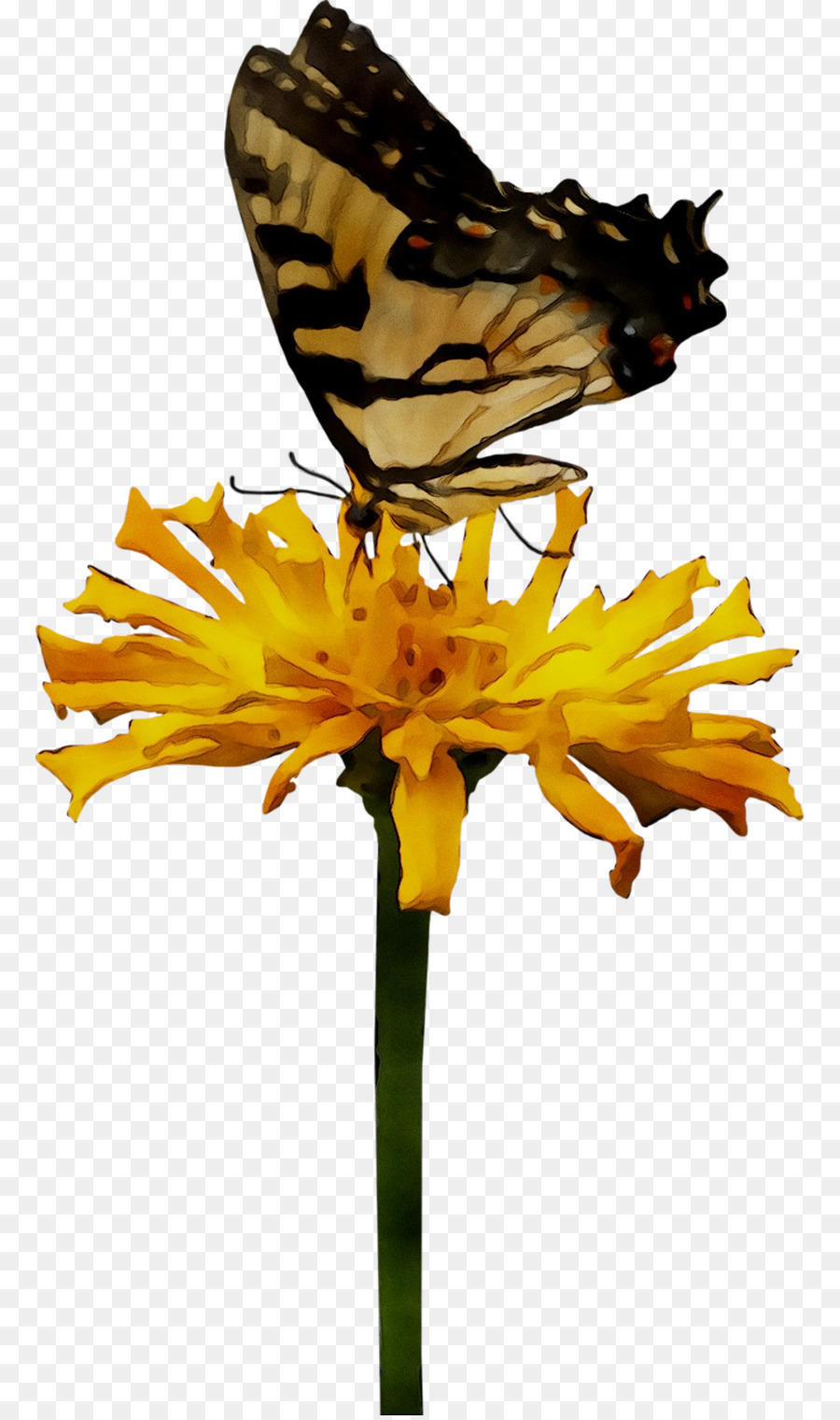 La Mariposa Monarca，Brushfooted Mariposas PNG