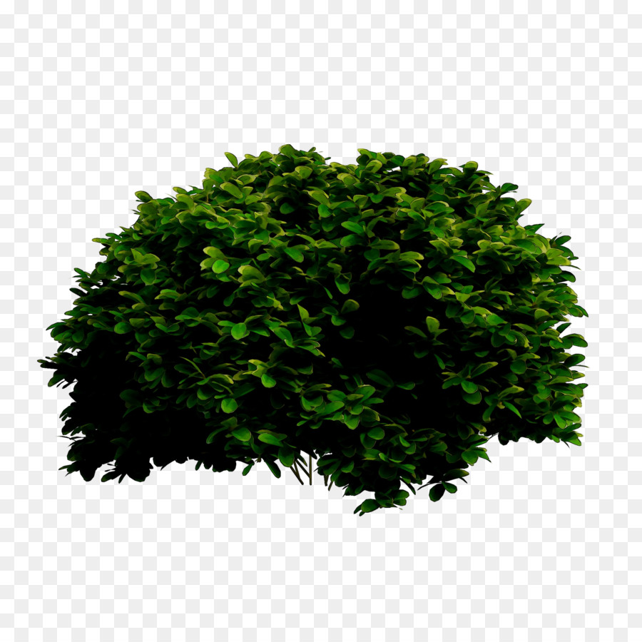 Árbol，Arbusto PNG