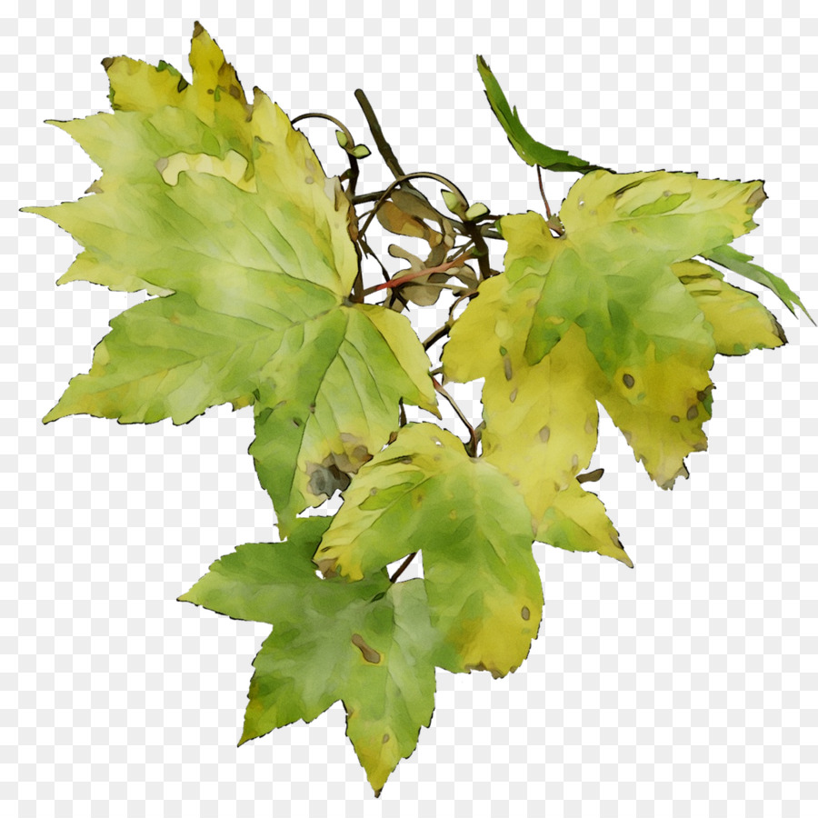 Ramita，Grapevines PNG