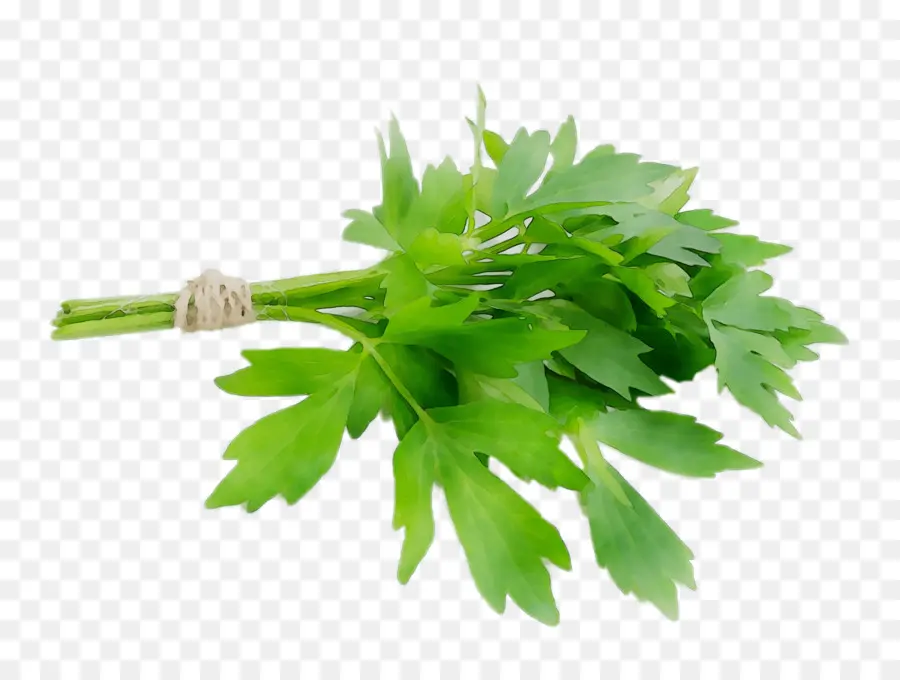 Perejil，Lovage PNG