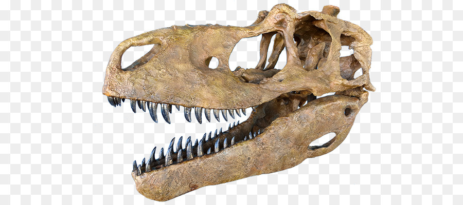 Tyrannosaurus，Daspletosaurus PNG