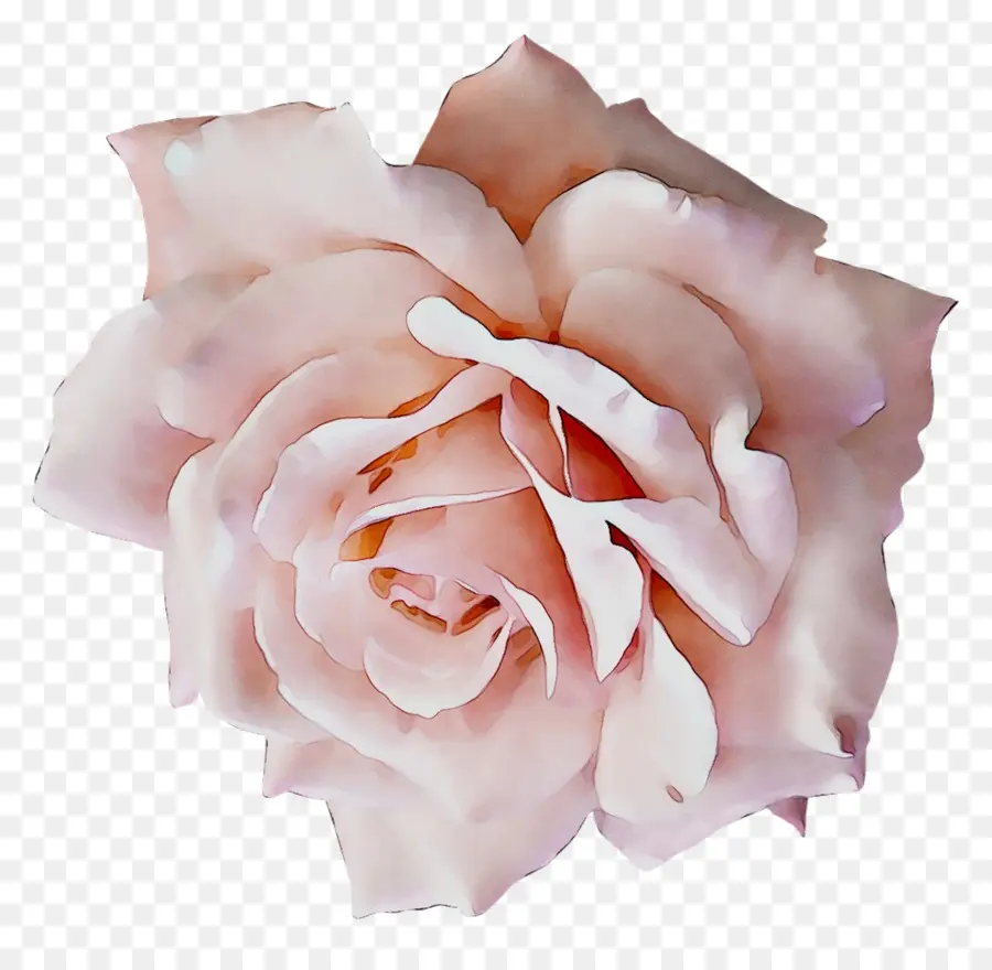 Corsage，Las Rosas De Jardín PNG
