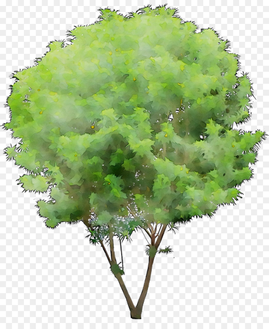 Hoja，Tallo De La Planta PNG