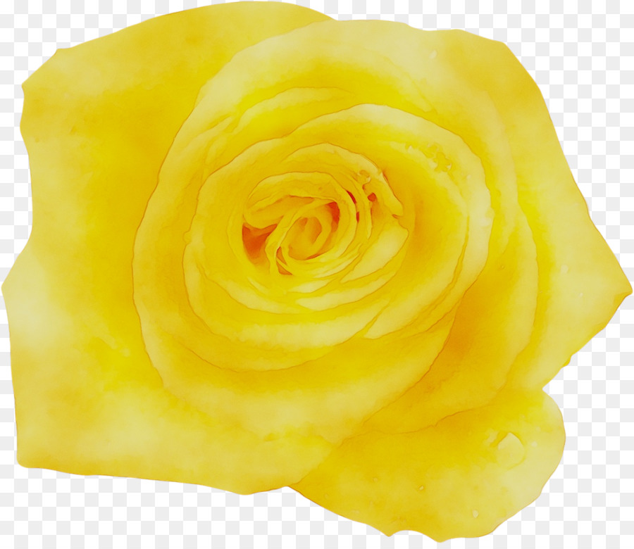 Rosa Blanca，Floración PNG