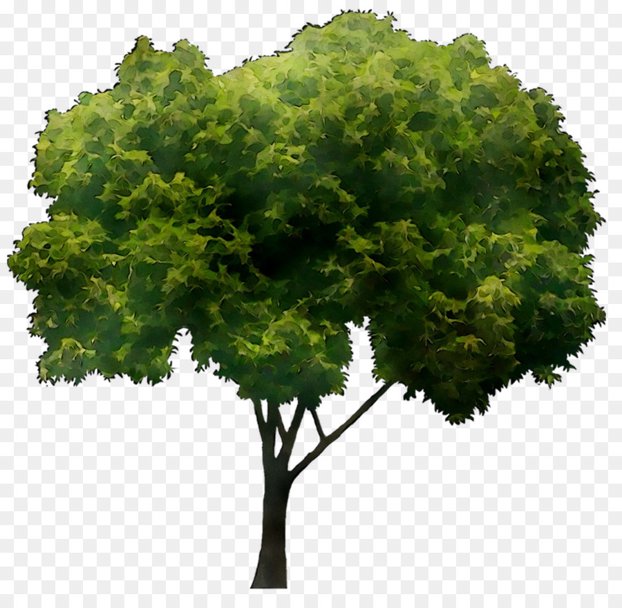 Rama，Árbol PNG