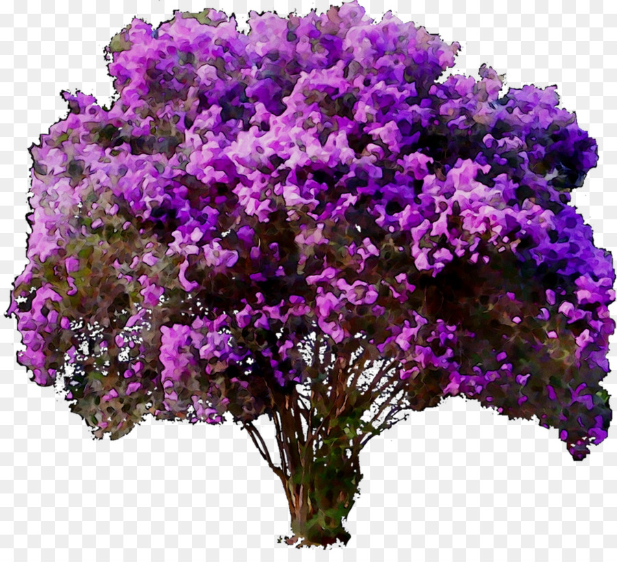 árbol Morado，Florecer PNG