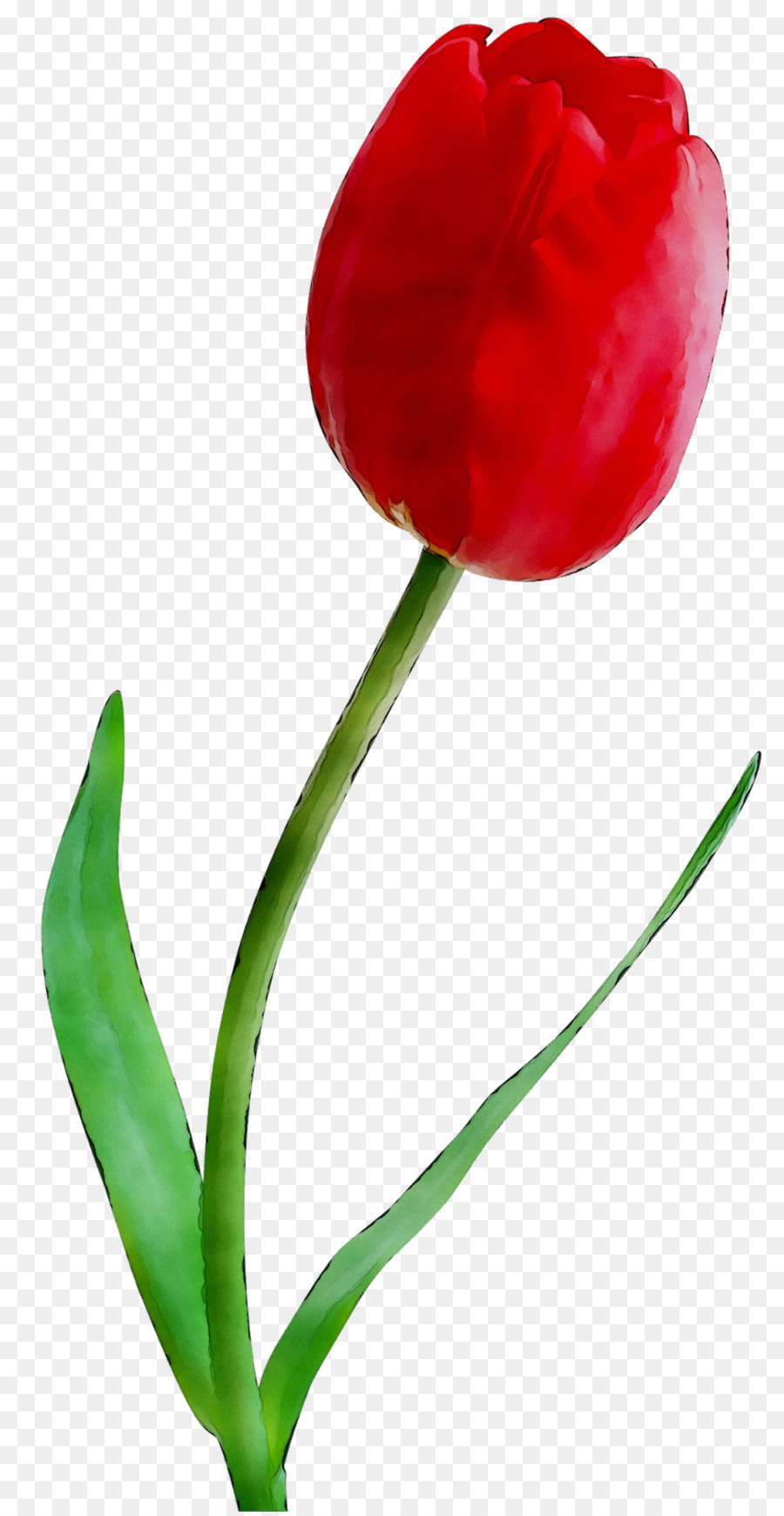 Tulip，Las Flores Cortadas PNG