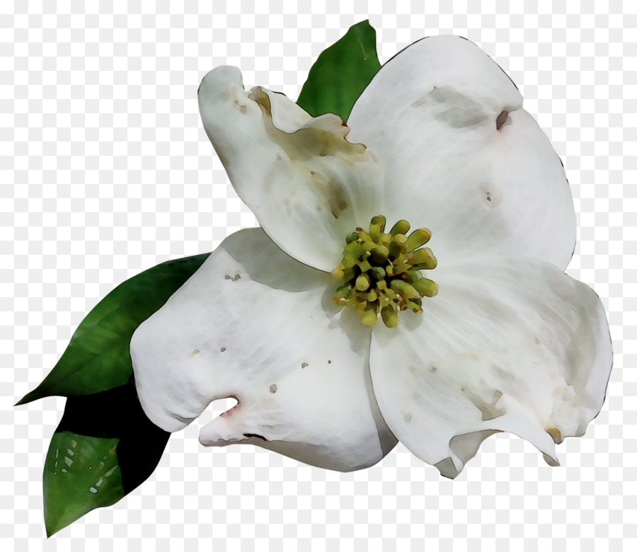 Gardenia，Familia De Magnolia PNG