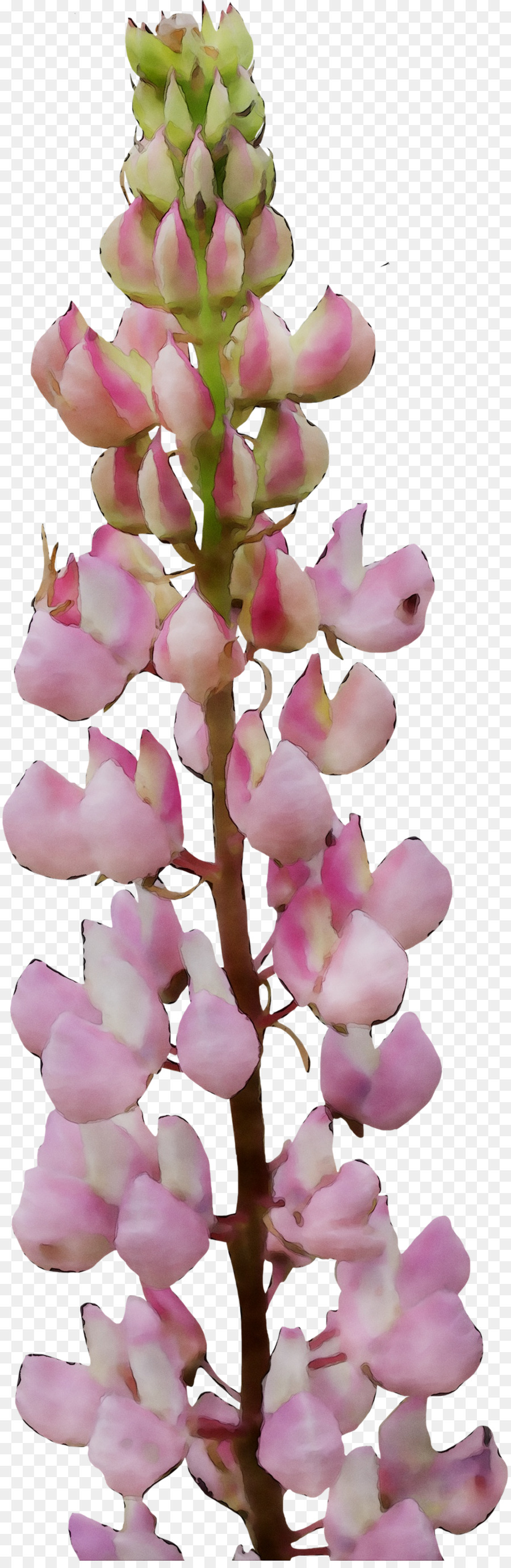 Foxgloves，La Floración De La Planta PNG