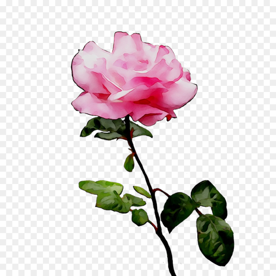 Rosa Rosa，Floración PNG