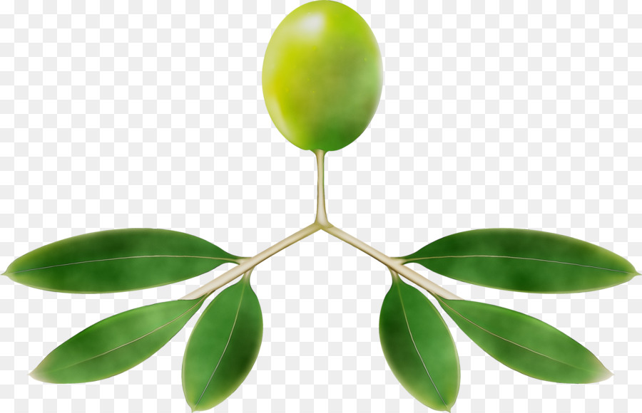 Tallo De La Planta，La Fruta PNG