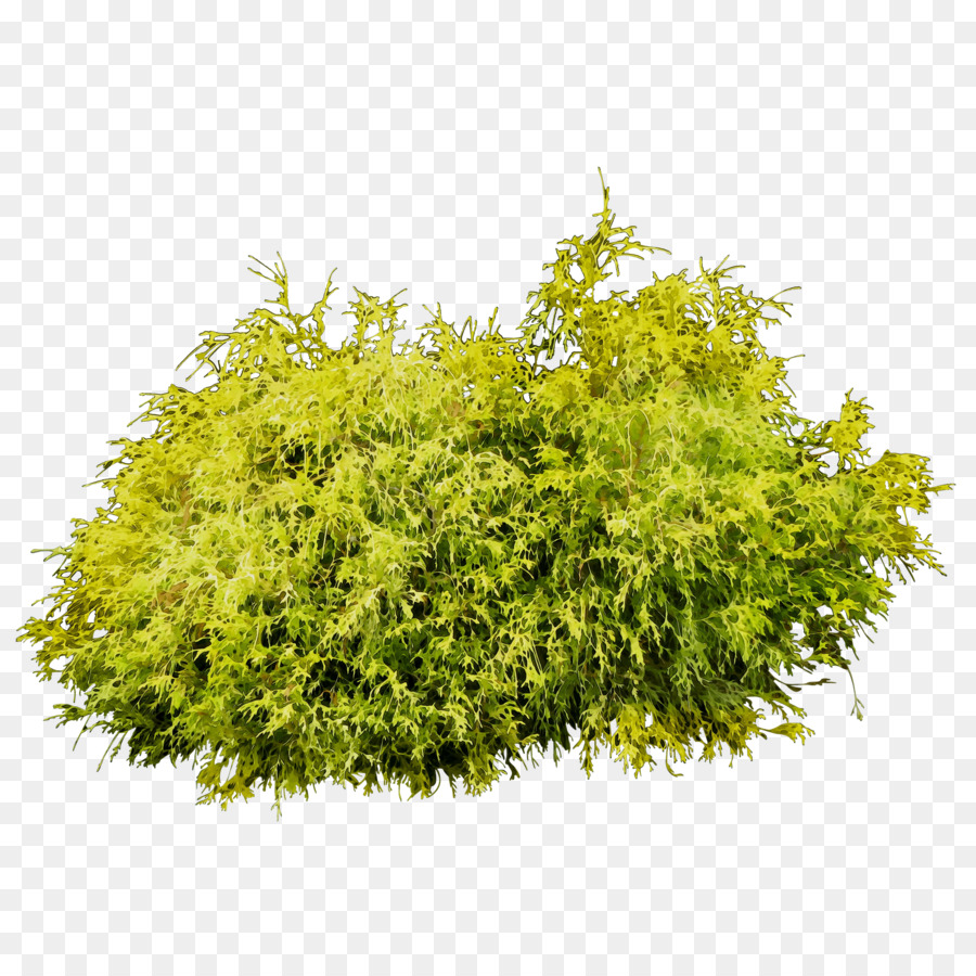 Árbol，Arbusto PNG