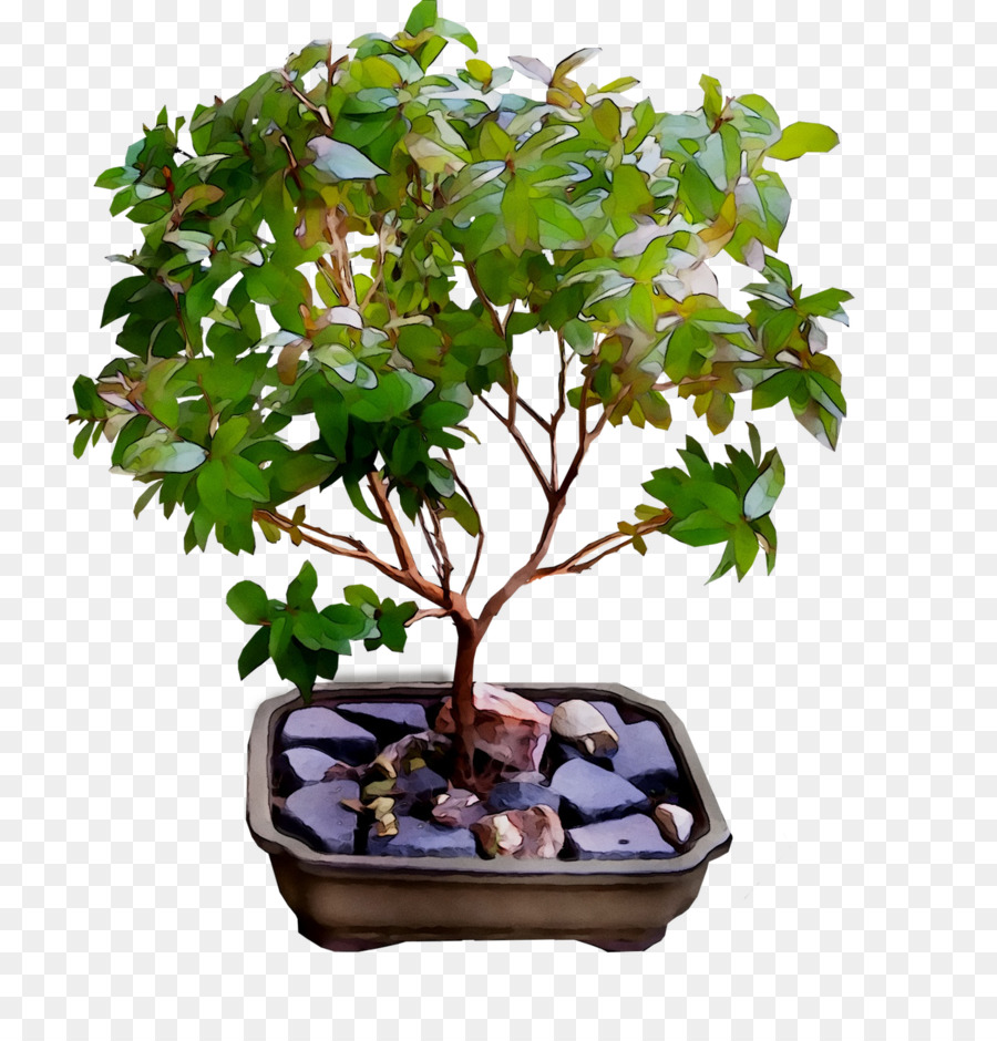 Árbol Bonsái，Hojas Verdes PNG