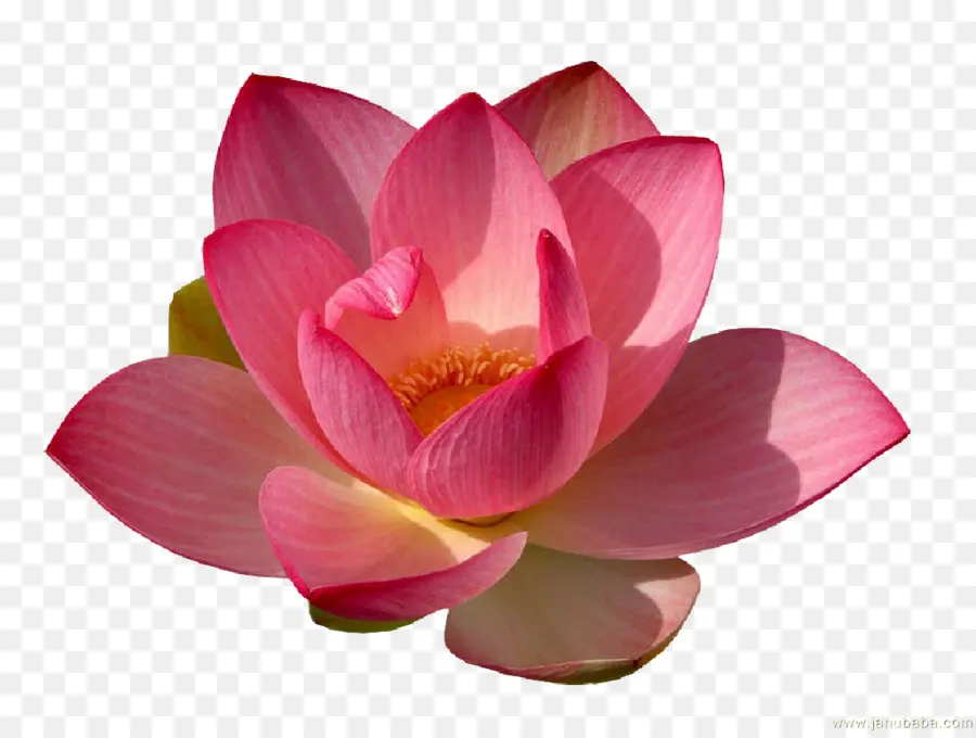 Flor De Loto，Rosa PNG