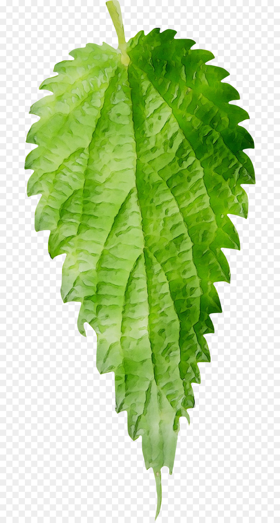 Helecho，Avestruz Fern PNG