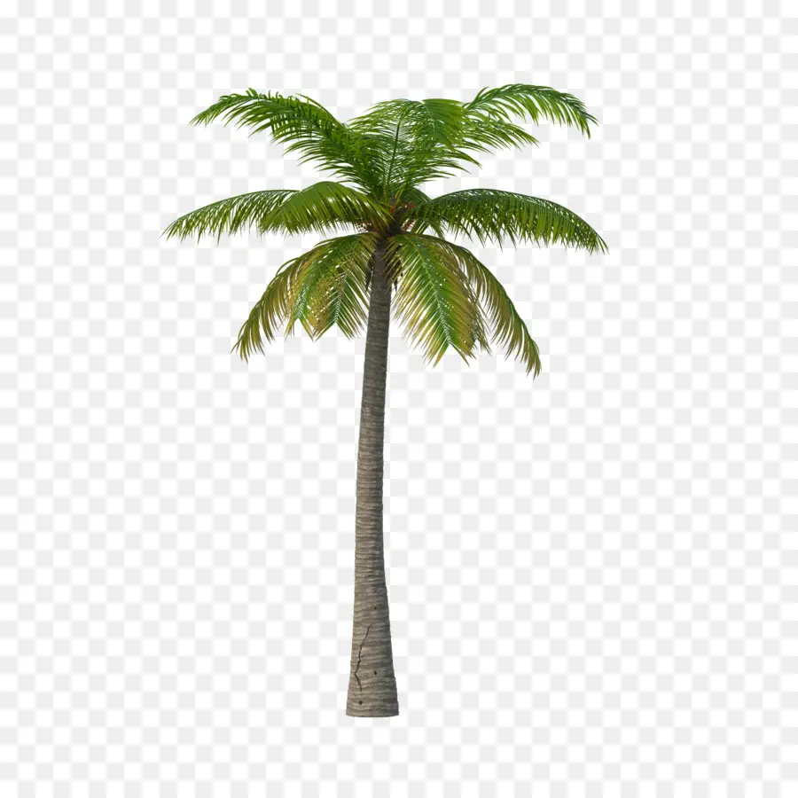 Los árboles De Palma，Areca Palm PNG