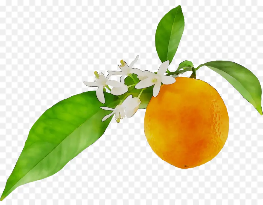 De Naranja Amarga，Petitgrain PNG