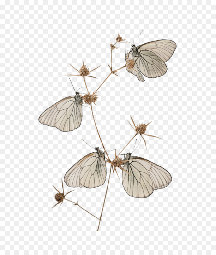 Mariposa，Cramers Eighty Eight PNG