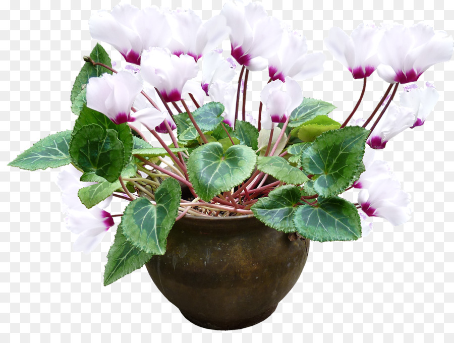 Cyclamen Persicum，Ciclamen Purpurascens PNG