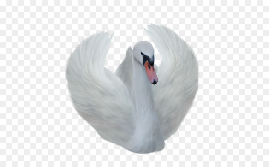 Cisne，Pato PNG