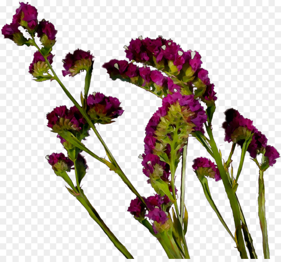 Vervain，Planta Anual PNG