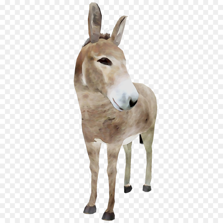 Burro，Mula PNG