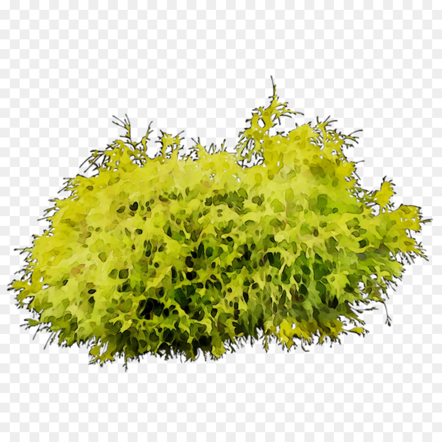 Árbol，Arbusto PNG