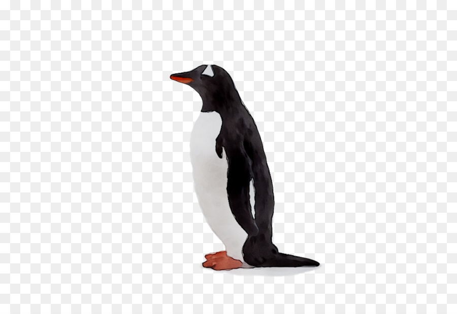 Pingüino Rey，Pingüino PNG