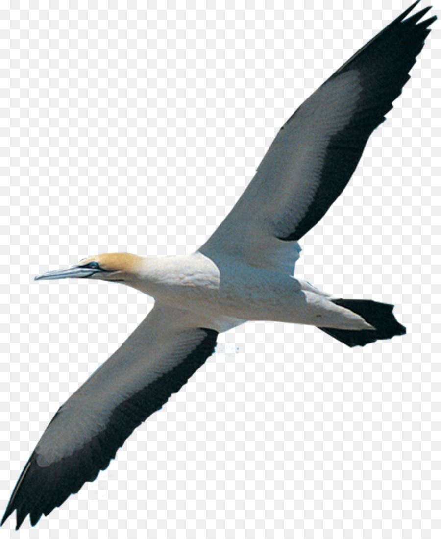 Aves，La Migración De Las Aves PNG