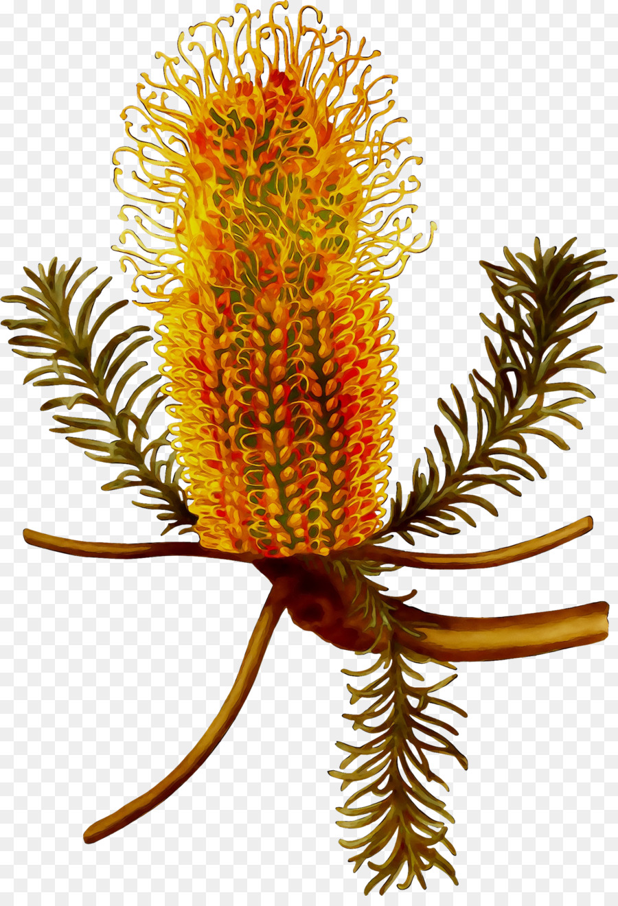 Banksia，Las Plantas PNG