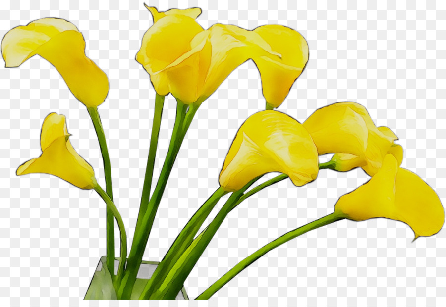 Arum Lirios，Amarillo PNG