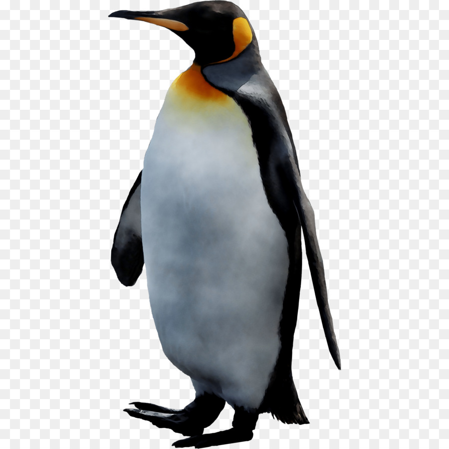 Pingüino，Pingüino Rey PNG