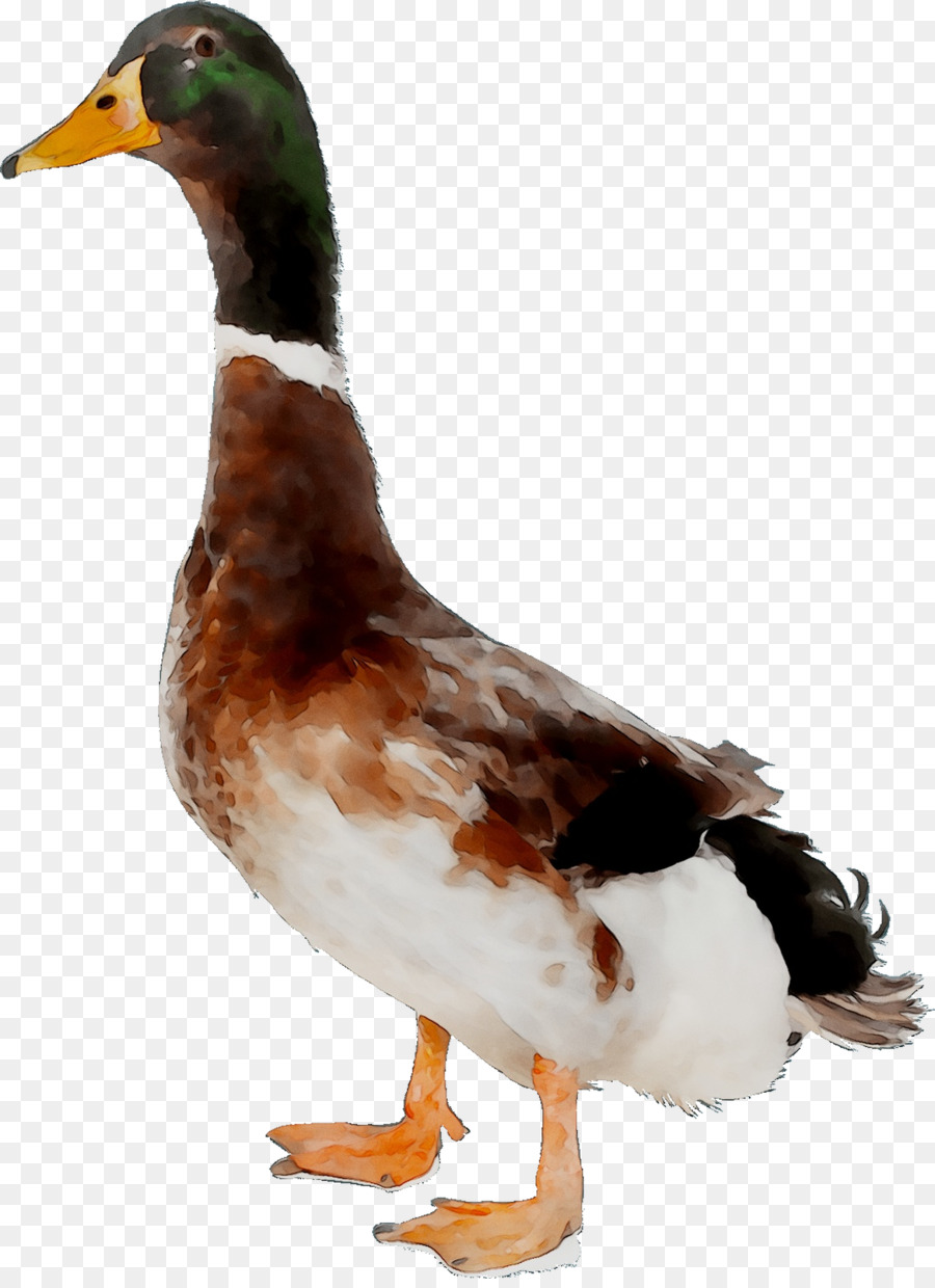 Pato，Pájaro PNG