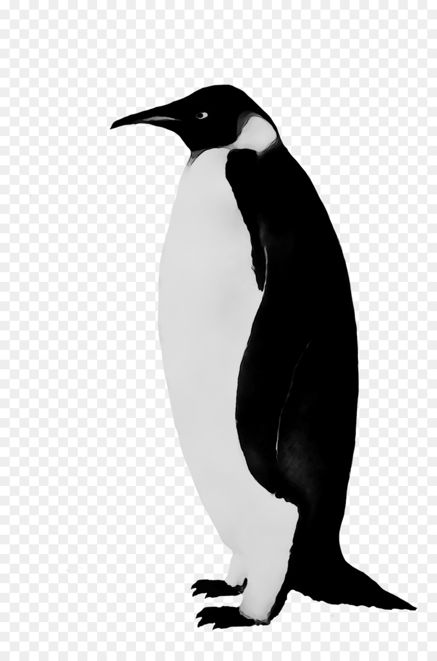 Pingüino，Pájaro PNG