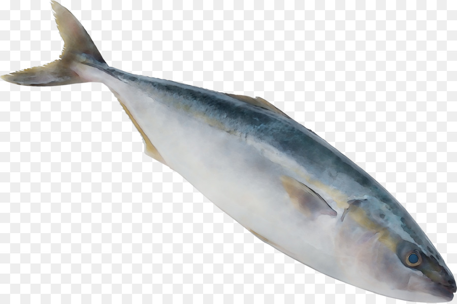 Sardina，Los Productos De Pescado PNG