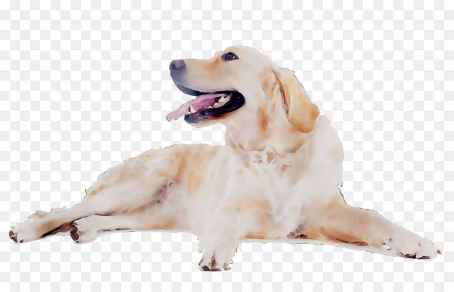 Perro，Blanco PNG