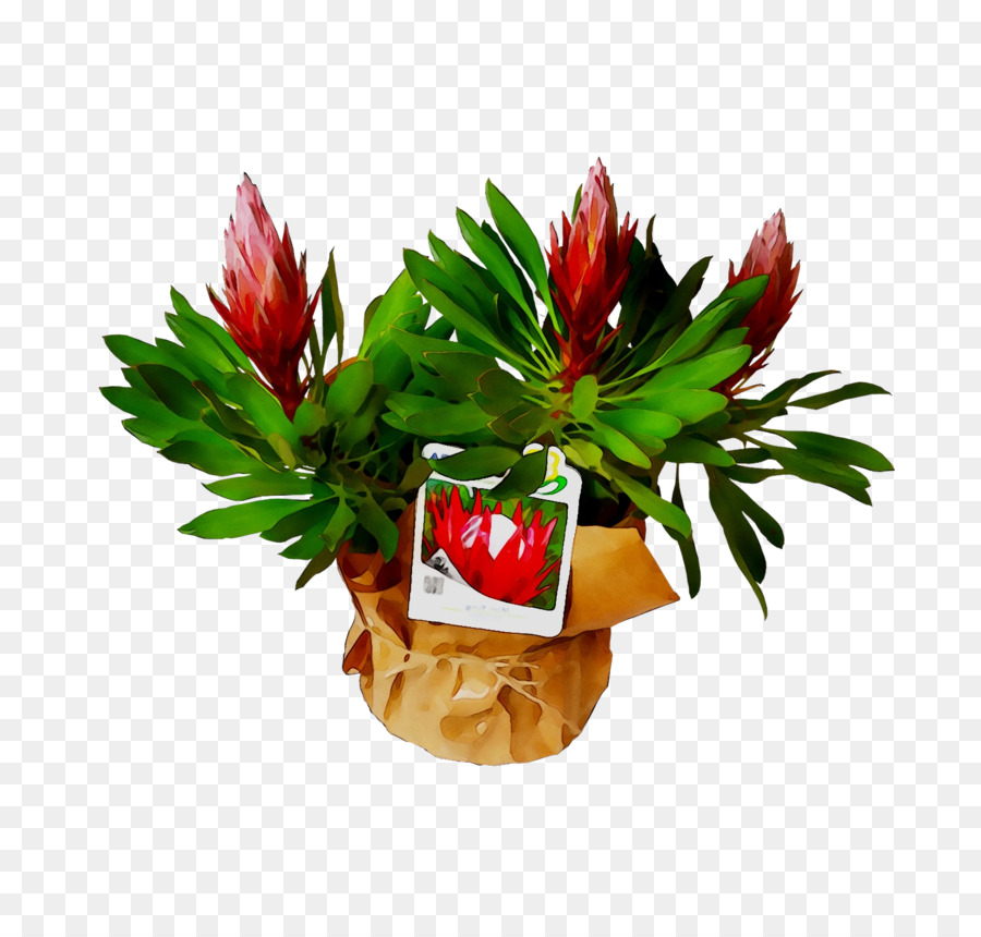 Flor， PNG